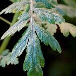 Tanacetum parthenium Hoja