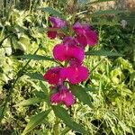 Impatiens balsamina Flower