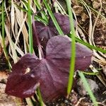 Hepatica nobilis Leaf