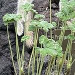 Pelargonium echinatum Yaprak