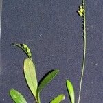 Platystele perpusilla Otro