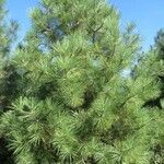 Pinus jeffreyi List