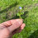 Veronica agrestisBlomma