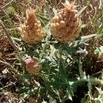 Rhaponticum coniferum Blomma