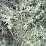 Heliotropium bacciferum Hoja