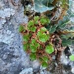 Saxifraga paniculataLiść