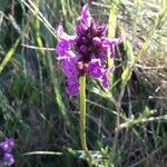 Stachys pradica Flower