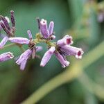 Paederia foetida Blomst