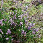 Calluna vulgaris Blad