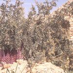 Cistanche violacea Beste bat