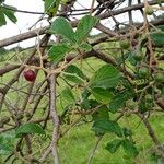 Cyphostemma hypoleucum Fruit