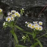 Erigeron annuus പുഷ്പം