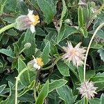 Tridax procumbens Frukto