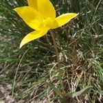 Tulipa sylvestris 花