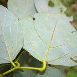 Erythrina globocalyx 叶