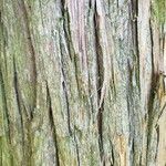 Chamaecyparis thyoides Bark