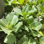 Coleus caninus Leaf