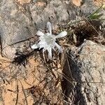 Pancratium maritimum Flower