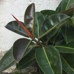 Ficus elastica List