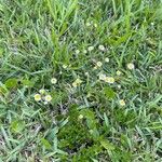 Erigeron quercifolius Kvet