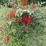 Nandina domesticaStaniste