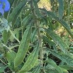 Salvia azurea Лист