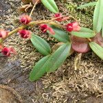 Bulbophyllum falcatum Hábito