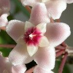 Hoya carnosa फूल