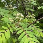 Sorbus aucupariaKvět