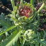 Cynara cardunculus ফুল