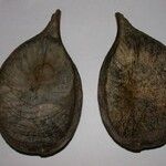 Aspidosperma desmanthum Otro