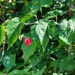 Abutilon megapotamicum Прочее