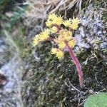 Saxifraga aretioides 花