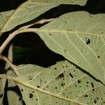 Callicarpa acuminata List