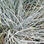 Festuca glauca Feuille