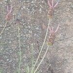 Lavandula pedunculata Flor