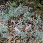 Artemisia insipida 整株植物
