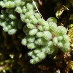 Sedum hirsutum Folla