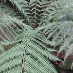 Dicksonia antarctica 葉