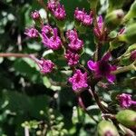 Pericallis aurita Flor