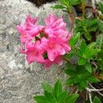 Rhododendron hirsutum Λουλούδι