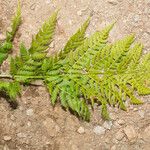 Dryopteris expansa Leaf