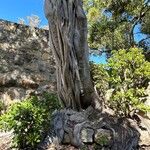 Ficus macrophylla Кора