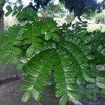 Caesalpinia echinata Hoja