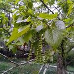 Populus balsamifera Yaprak