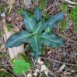 Goodyera oblongifolia Leaf