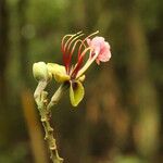 Afzelia bipindensis Flor