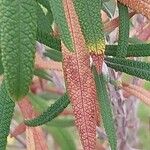 Buddleja loricata Leaf