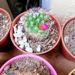 Mammillaria wrightii പുഷ്പം