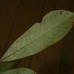 Isertia spiciformis Leaf